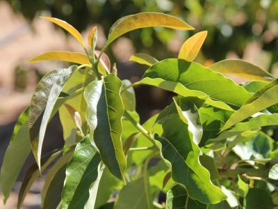 Close up of new leaf growth on California avocado tree