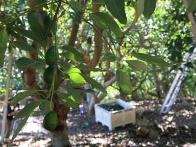 Small California avocados on tree with harvest in background