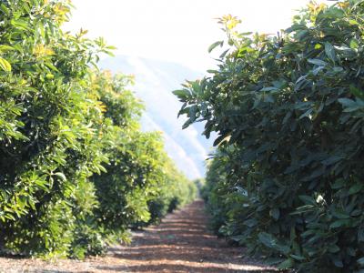 Path running between rows of planted California avocado trees