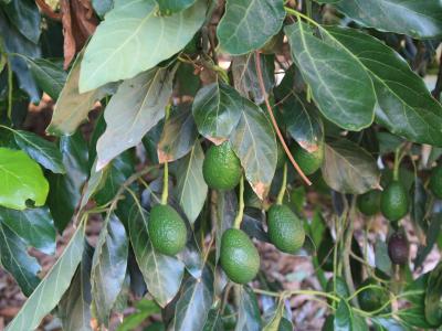 California avocados hanging on a tree branch