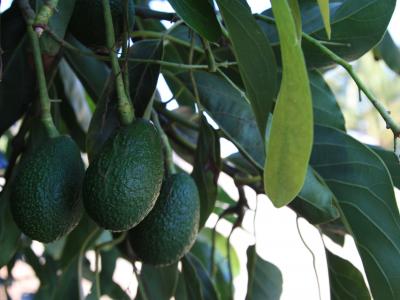 Young California avocados on tree branch