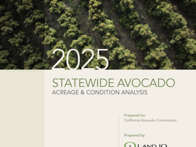 Californica avocado acreage report