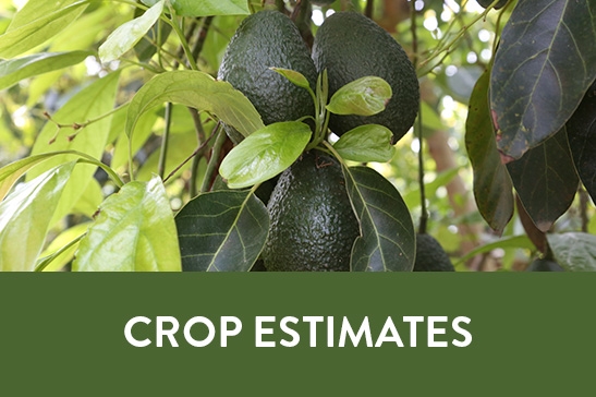 Crop Estimates
