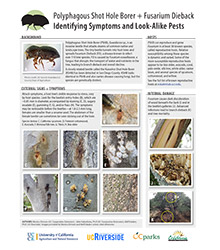 PSHB Identifying Symptoms and Look-Alike Pests