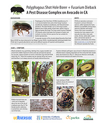 PSHB Pest Disease Complex on Avocado in CA