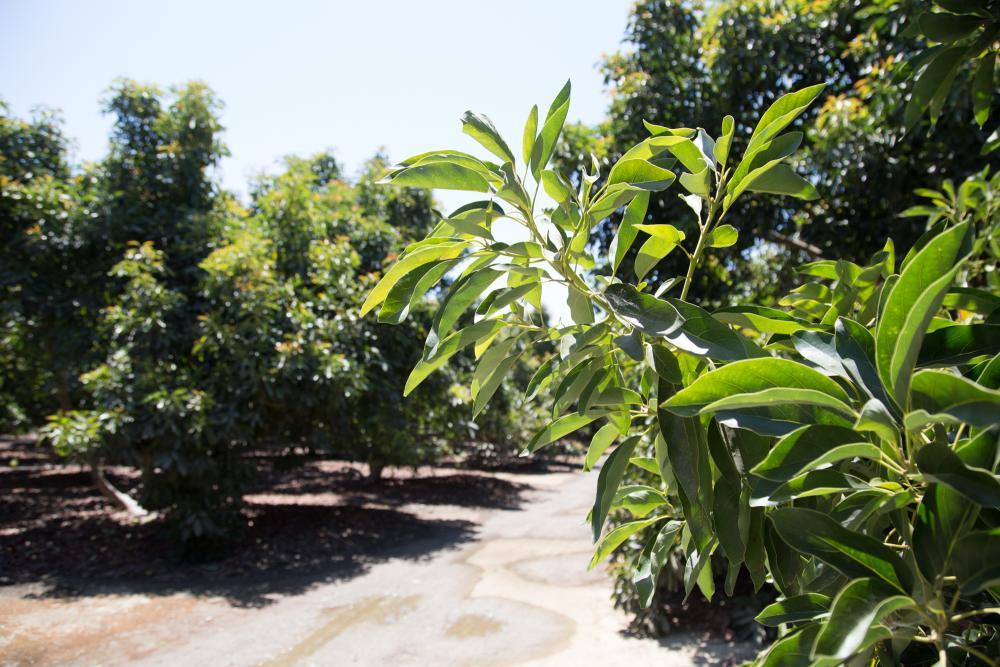 California avocado branch with grove trail