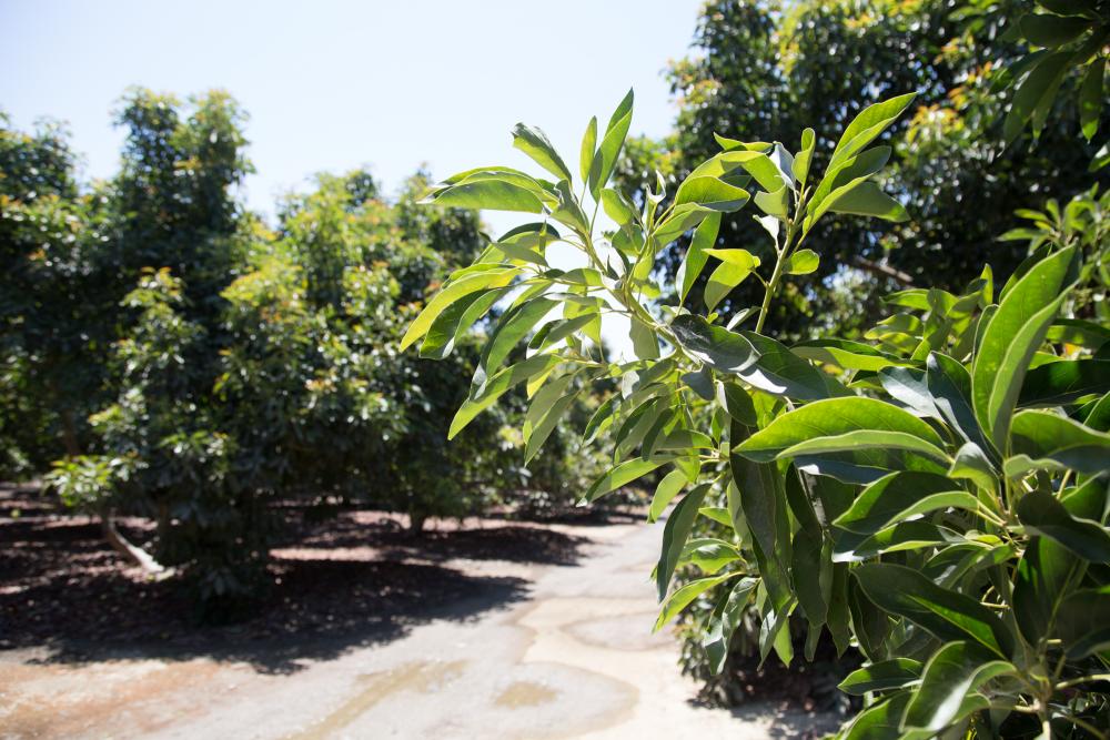 California avocado branch with grove trail