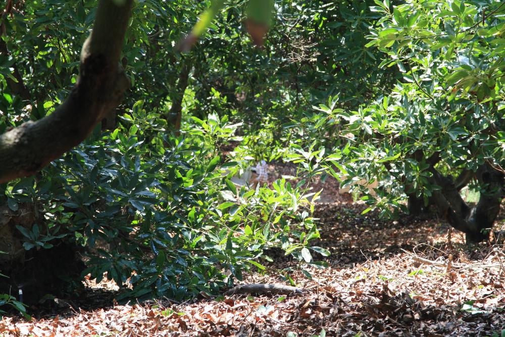 California avocado grove with shed leaves on the ground