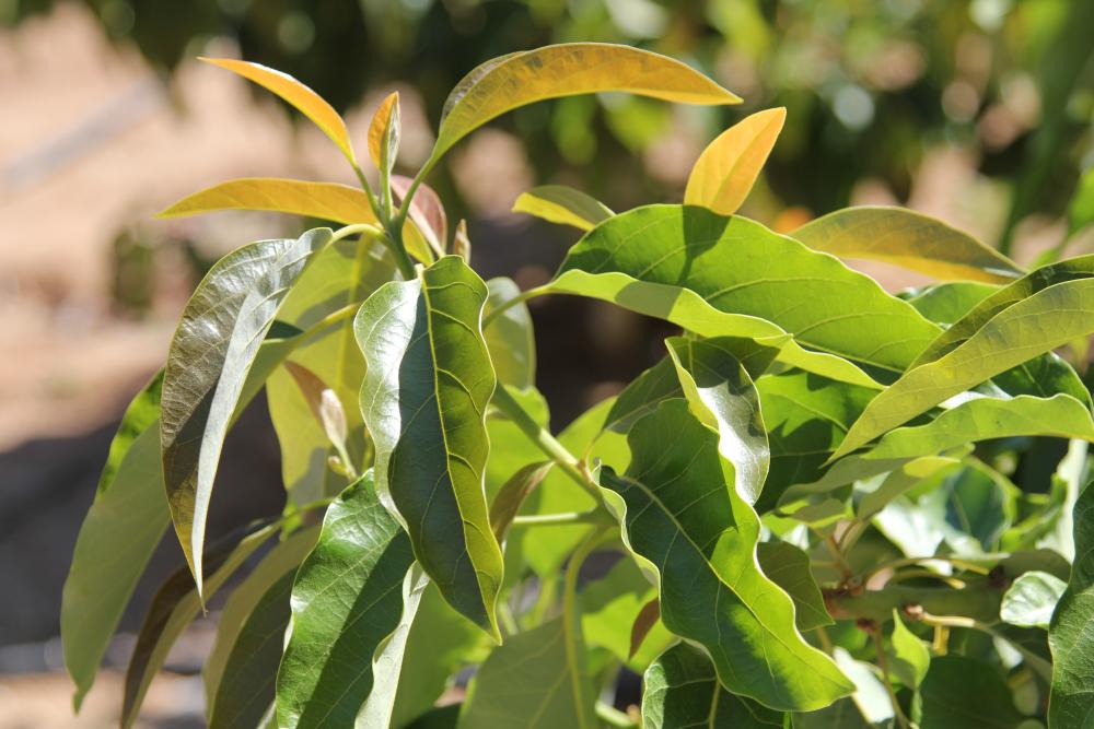 Close up of new leaf growth on California avocado tree