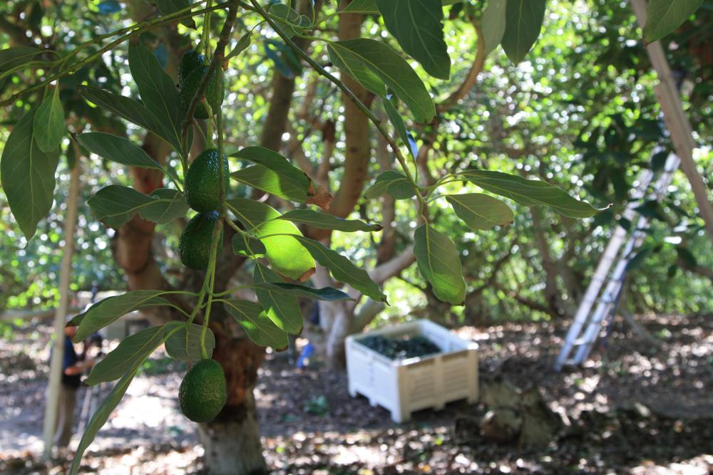 Small California avocados on tree with harvest in background