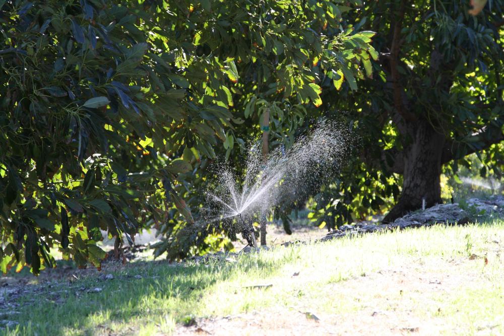 Running sprinkler in California avocado grove