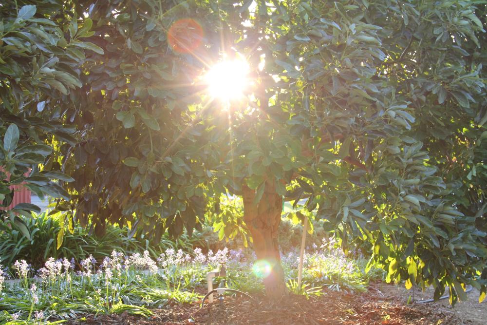 Sunshine breaking through a California avocado tree