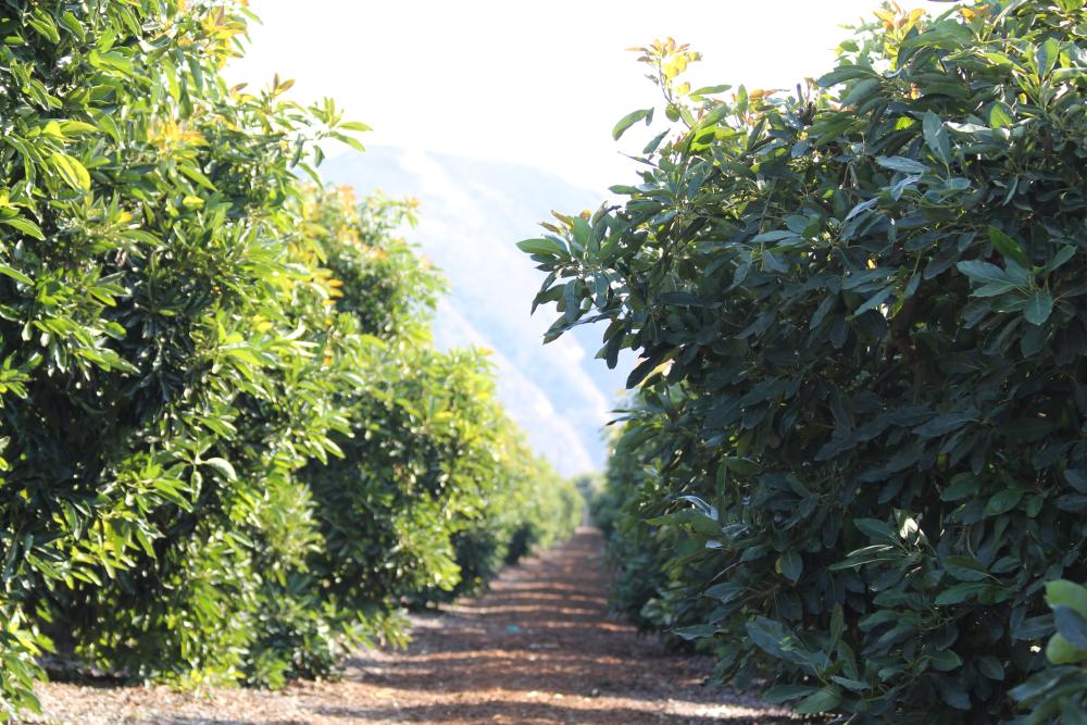 Path running between rows of planted California avocado trees