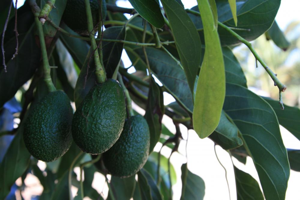 Young California avocados on tree branch