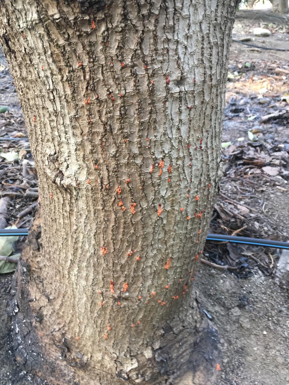 Sap blisters on the trunk of an avocado tree following a fire. These blisters indicate the sap in the tree boiled during the fire and tree will not recover.   