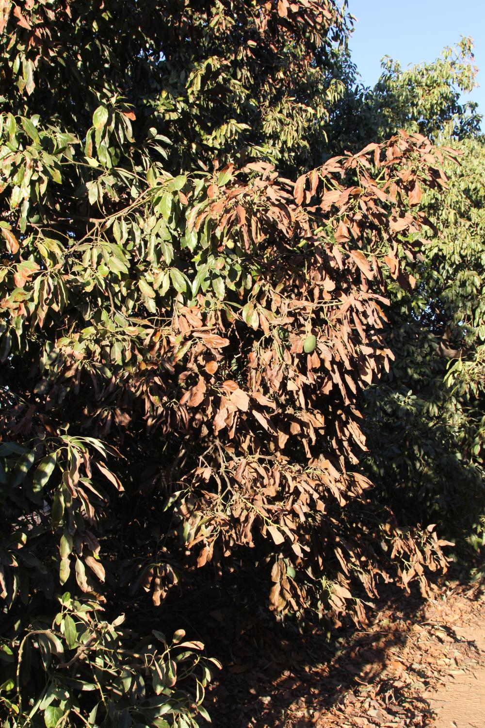 The side of an avocado tree canopy facing a fire shows signs of leaf damage. 