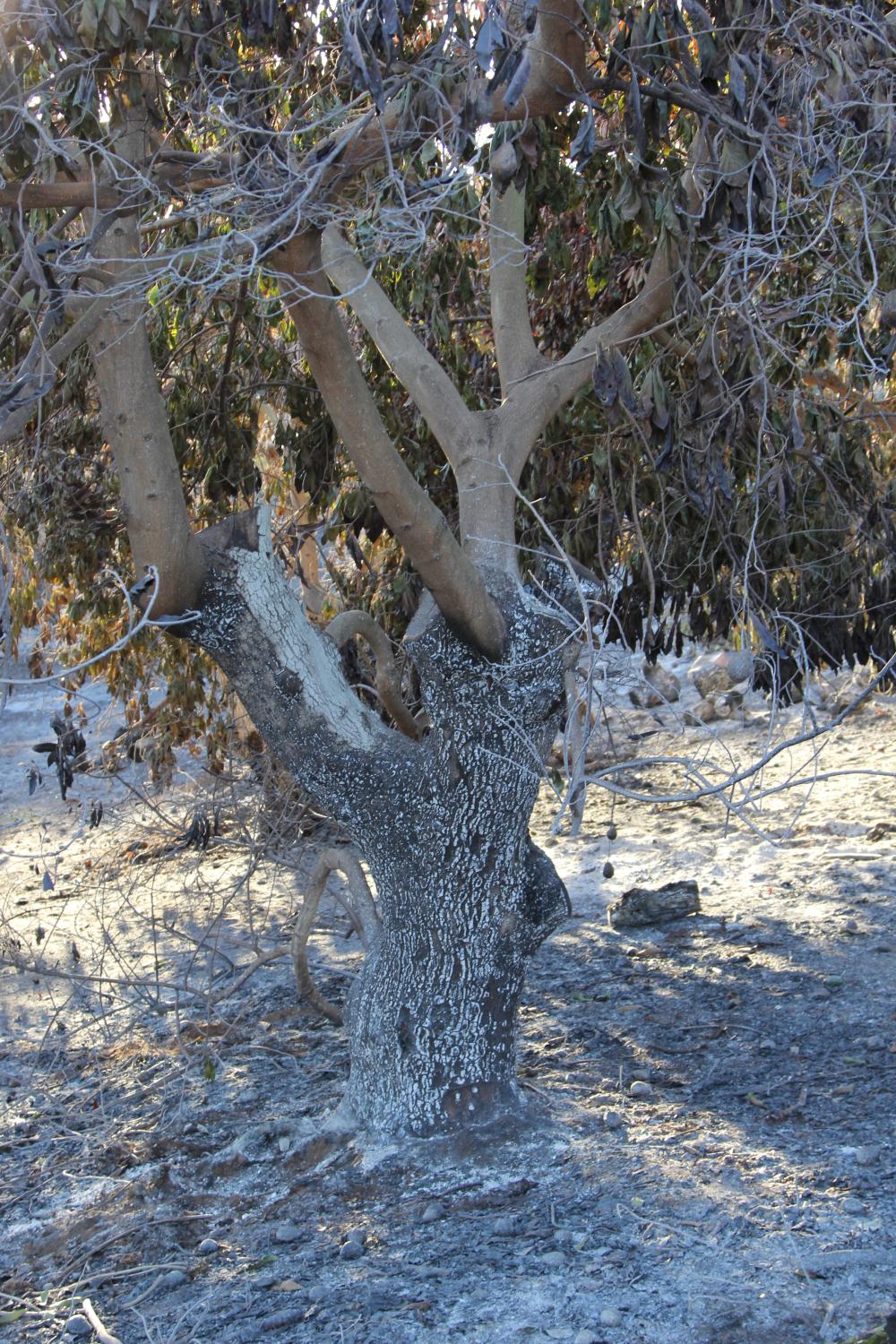 An avocado tree trunk completely blackened and charred by fire. Note the lack of any weeds or mulch remaining and the complete loss of leaves on some branches, indicating the high heat and intensity of the fire. This tree will not recover. 