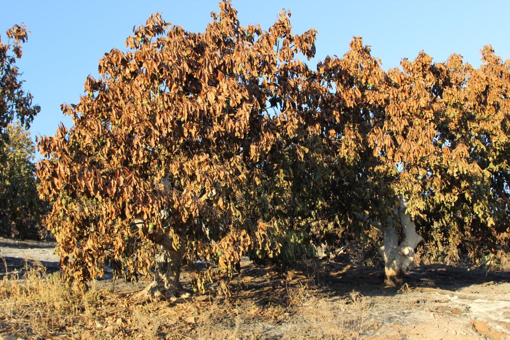 An avocado tree canopy completely desiccated by heat from fire combined with high winds and extremely low relative humidity