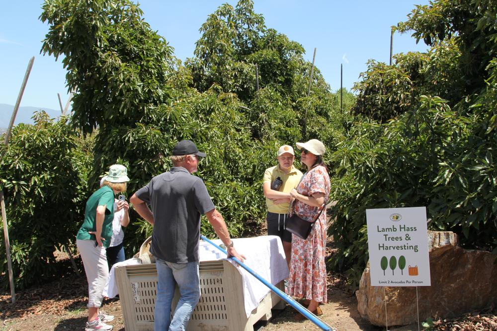 CAC Vice President Marketing Jan DeLyser and California avocado grower Mike Sanders educate influencers about harvesting the fruit.