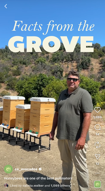 California avocado Jason Cole discusses pollination