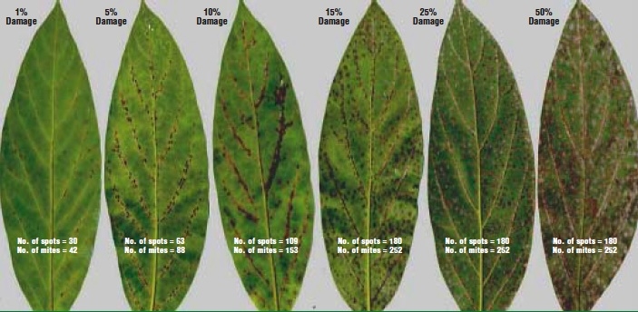 Identifying Persea Mites | Avocado Commission