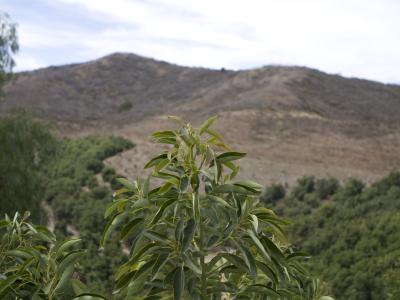 California avocado branch with hills in background