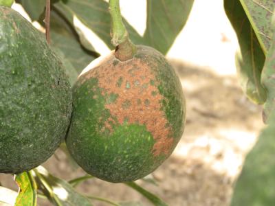 Brown scarring on avocado from avocado thrips