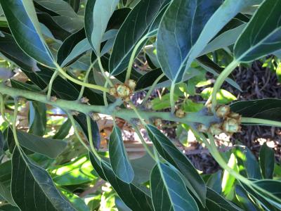 Avocado flowers along branch