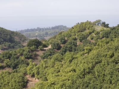 Coastline California avocado grove with powerlines