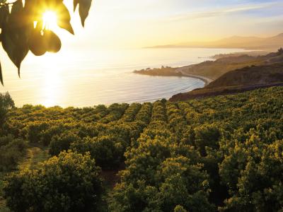 Sunny coastline California avocado grove