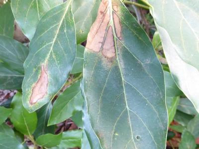 Up close look at avocado lace bug