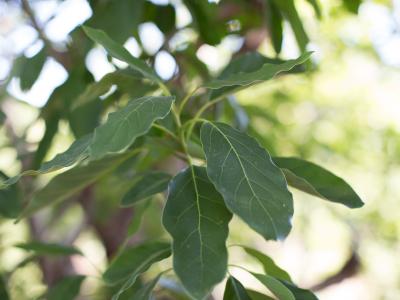 Close up of California avocado leaves on sunny day