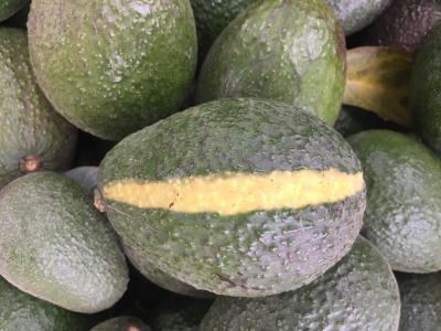 California avocado with avocado sun blotch viroid