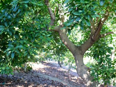 California avocado tree trunk and leaves