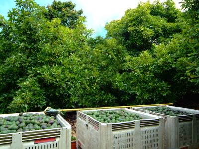 California avocado bins with grove in the background