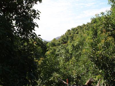 Hillsides full of California avocado trees