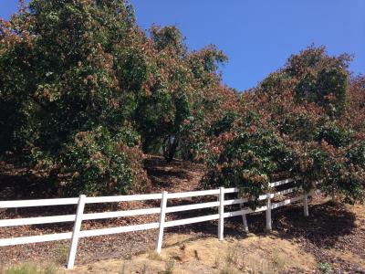 California avocado trees damaged by excessive heat