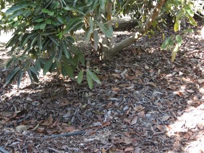 Closeup of leaf litter under California avocado tree