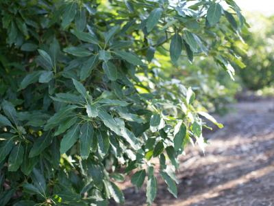 Close up of leaves on California avocado tree in grove