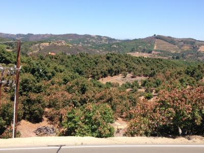 Extensive heat damage in California avocado grove