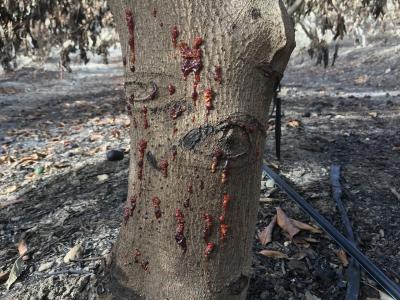 Fire damage on trunk and leaves of California avocado tree