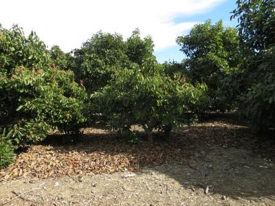 Group of California avocado trees damaged by a freeze