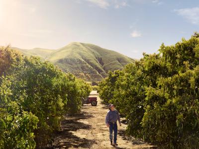 California avocado grower walking in grove toward tractor