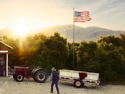 Morning in California avocado grove with grower and tractor