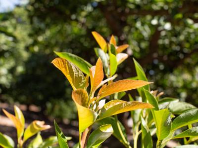 Close up of new leaves on a California avocado tree