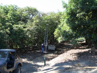 Placing a ladder near a California avocado tree