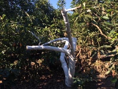 Pruned California avocado tree up close