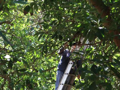 Pruning California avocado trees