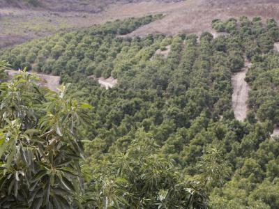 Rows of California avocado trees seen from hilltop