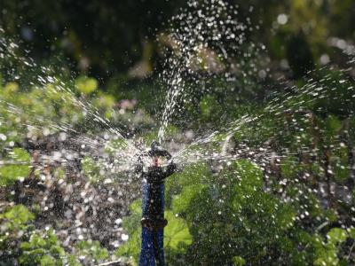 Irrigation sprinkler up close in California avocado grove